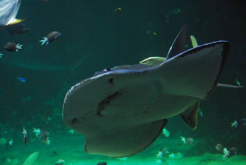 SEA LIFE Sydney Aquarium Entrance Ticket - Accommodation Cairns 20