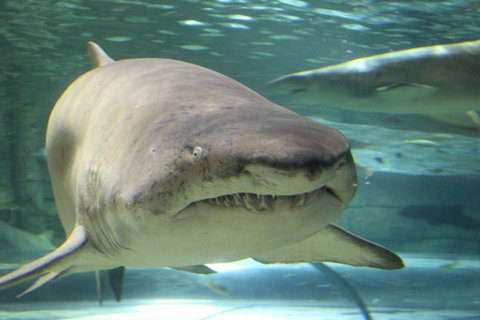 SEA LIFE Sydney Aquarium Entrance Ticket - Accommodation Cairns 5