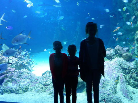 SEA LIFE Sydney Aquarium Entrance Ticket - Accommodation Cairns 10