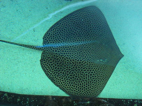 SEA LIFE Sydney Aquarium Entrance Ticket - Accommodation Cairns 16