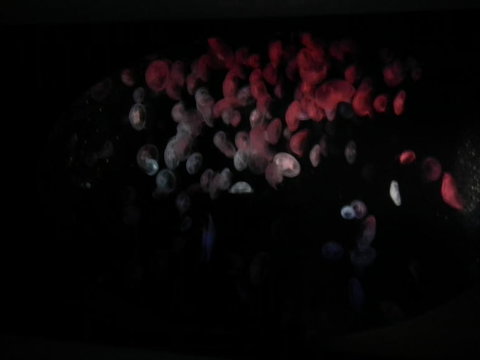 SEA LIFE Sydney Aquarium Entrance Ticket - Accommodation Cairns 11