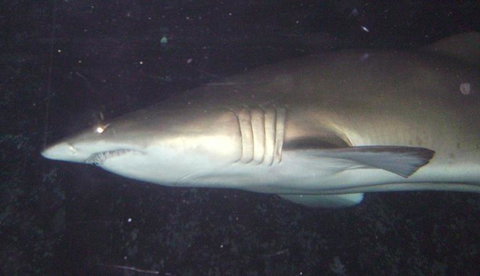 SEA LIFE Sydney Aquarium Entrance Ticket - Accommodation Cairns 19