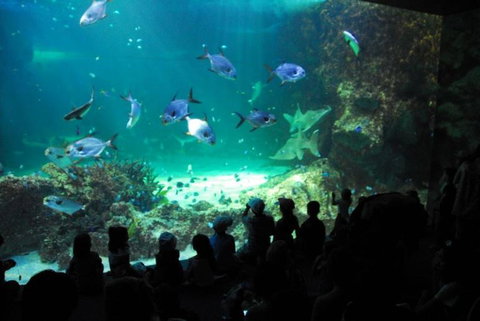 SEA LIFE Sydney Aquarium Entrance Ticket - Accommodation Cairns 21