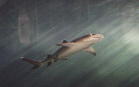 SEA LIFE Sydney Aquarium Entrance Ticket - Accommodation Cairns 17