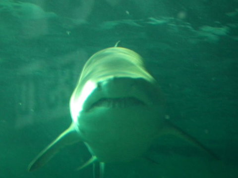 SEA LIFE Sydney Aquarium Entrance Ticket - Accommodation Cairns 13