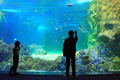 SEA LIFE Sydney Aquarium Entrance Ticket - Accommodation Cairns 15