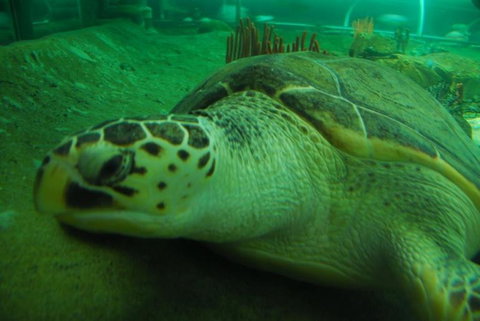 SEA LIFE Sydney Aquarium Entrance Ticket - Accommodation Cairns 25