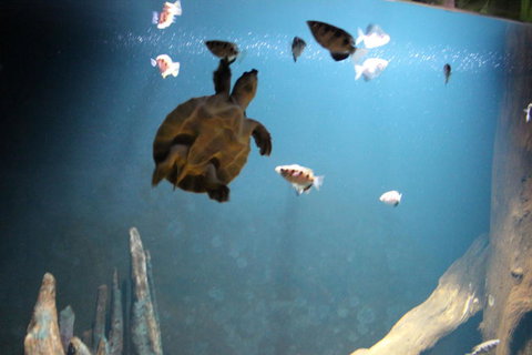 SEA LIFE Sydney Aquarium Entrance Ticket - Accommodation Cairns 4