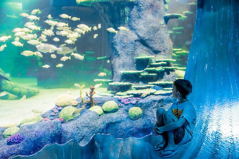 SEA LIFE Sydney Aquarium Entrance Ticket - Accommodation Cairns 28