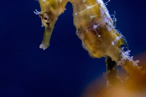 SEA LIFE Sydney Aquarium Entrance Ticket - Accommodation Cairns 27