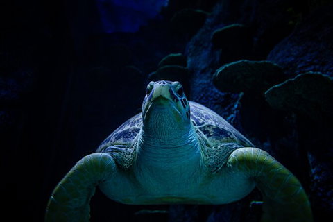 SEA LIFE Sydney Aquarium Entrance Ticket - Accommodation Cairns 33