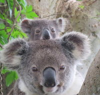 Byron Bay Wildlife Safari - Accommodation Cairns