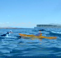 Whale Watching by Sea Kayak in Batemans Bay - Accommodation Cairns