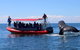 Byron Bay Whale Watching Cruise - thumb 0