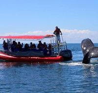 Byron Bay Whale Watching Cruise - Accommodation Cairns