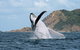 Byron Bay Whale Watching Cruise - thumb 1