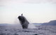 Byron Bay Whale Watching Cruise - thumb 9