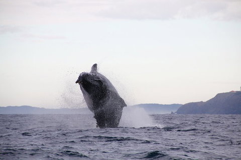 Byron Bay Whale Watching Cruise - Accommodation Cairns 9