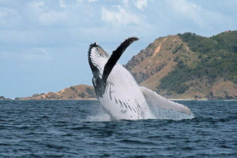 Byron Bay Whale Watching Cruise - Accommodation Cairns 7