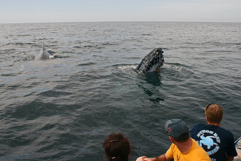 Byron Bay Whale Watching Cruise - Accommodation Cairns 12