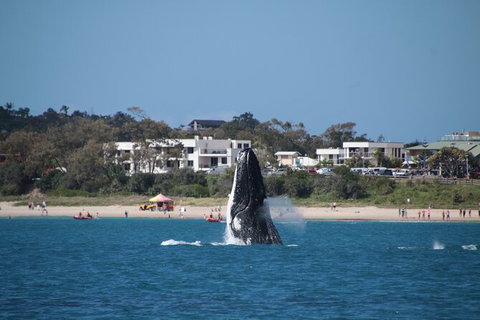 Byron Bay Whale Watching Cruise - Accommodation Cairns 11