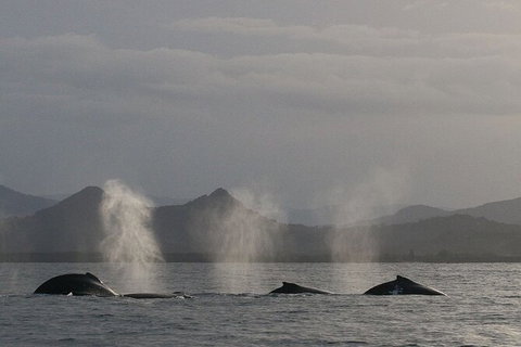 Byron Bay Whale Watching Cruise - Accommodation Cairns 6
