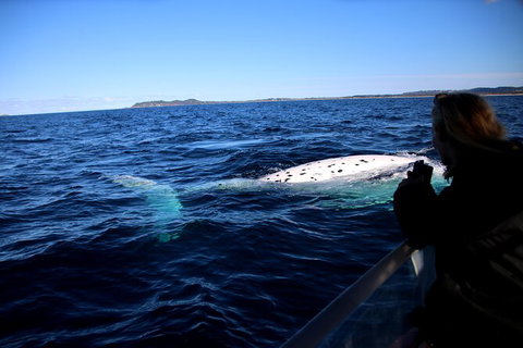 Byron Bay Whale Watching Cruise - Accommodation Cairns 8