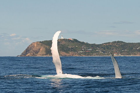Byron Bay Whale Watching Cruise - Accommodation Cairns 4