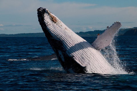 Byron Bay Whale Watching Cruise - Accommodation Cairns 5