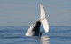 Byron Bay Whale Watching Cruise - thumb 3