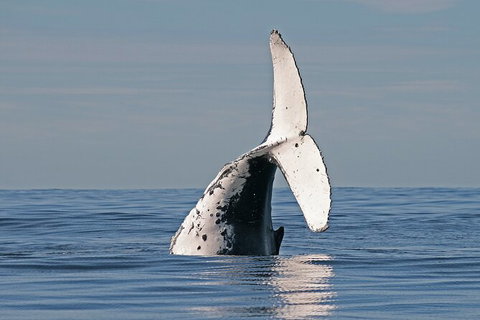 Byron Bay Whale Watching Cruise - Accommodation Cairns 3