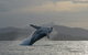 Byron Bay Whale Watching Cruise - thumb 10