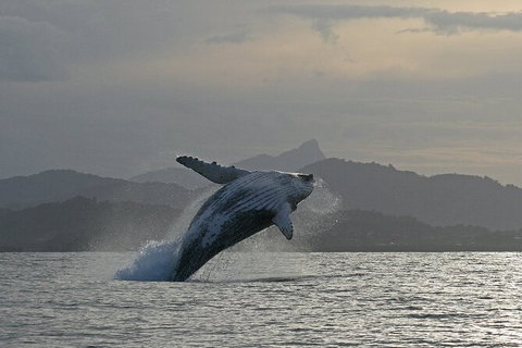 Byron Bay Whale Watching Cruise - Accommodation Cairns 10