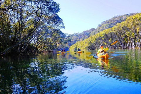 Half-Day Sydney Middle Harbour Guided Kayaking Eco Tour - Accommodation Cairns 5