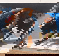 Big Bull Mural - Accommodation Cairns