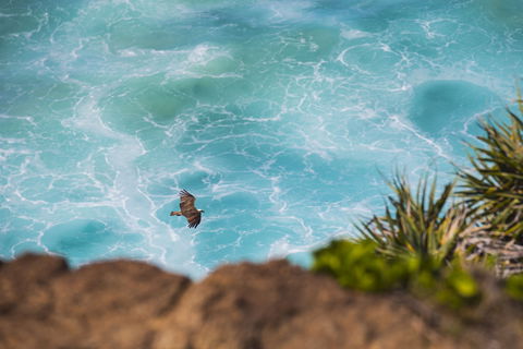 Birdwatching On The Fraser Coast - Accommodation Cairns 0