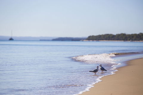 Birdwatching On The Fraser Coast - Accommodation Cairns 2