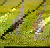 Bordertown Wildlife Park - Accommodation Cairns