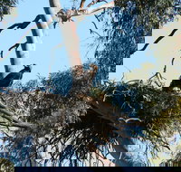 Castle Creek Reserve - Accommodation Cairns