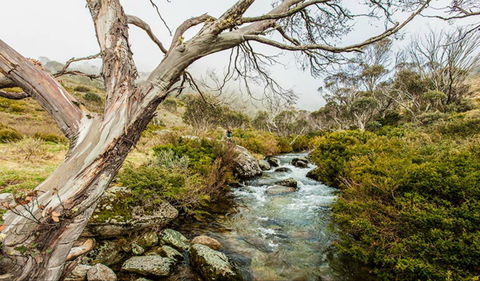 Dead Horse Gap Walking Track - Accommodation Cairns 0