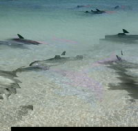 Dolphins of Monkey Mia - Accommodation Cairns