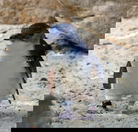 Granite Island Nature Park - Guided Penguin Tours - Accommodation Cairns