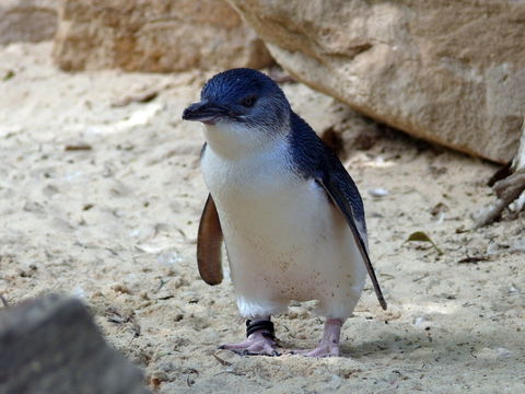 Granite Island Nature Park - Guided Penguin Tours - Accommodation Cairns 0