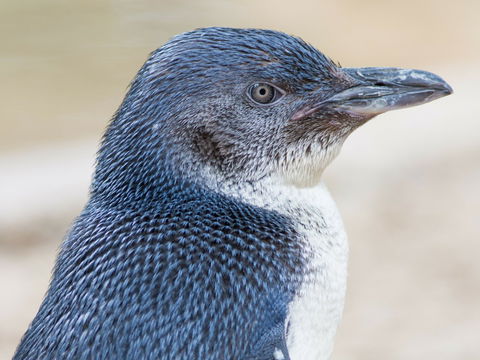 Granite Island Nature Park - Guided Penguin Tours - Accommodation Cairns 1
