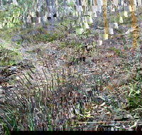 Historic Water Race Walking Track - Accommodation Cairns