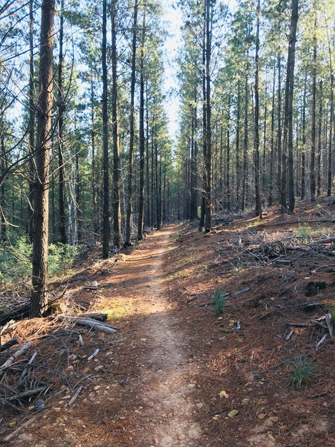 Mountain Bike Trails Tumbarumba - Accommodation Cairns 1