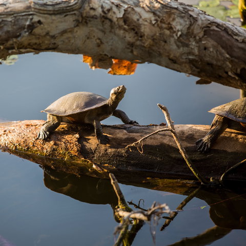 Ross River - Accommodation Cairns 1