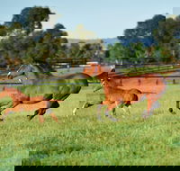 Scone - Accommodation Cairns