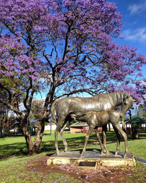Scone - Accommodation Cairns 2