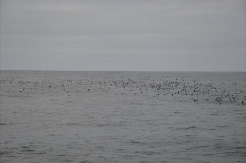Settlement Point Viewing Platform - Accommodation Cairns 1